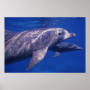 Suche nach tümmler poster Delfin