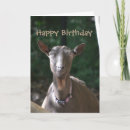 Recherche de vieille chèvre cartes postales Drôle