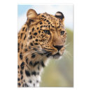 Recherche de chat sauvage photographie Carnivore