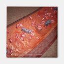 Suche nach bakterien magnete Bild