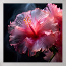 Suche nach hibiskus poster Rosa