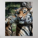 Suche nach wilder tiger poster Katze