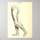 Suche nach vintage anatomie poster Beine
