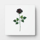Suche nach gotische fotoplatten Rose