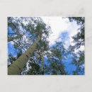 Recherche de arbres tremble cartes postales Colorado
