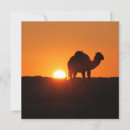 Recherche de tunisien Chameau