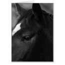Recherche de profil vœux cartes Noir