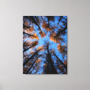 Suche nach herbstbaum leinwandbilder Wald