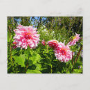 Suche nach rosa dahlie blumen postkarten Fotografie