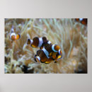 Suche nach clownfisch poster Aquarium