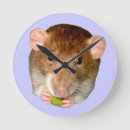 Recherche de rats horloges Mignon