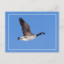 Suche nach goose postkarten Kanada
