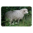 Suche nach sheep magnete Tiere