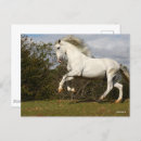 Suche nach andalusische postkarten Rasse