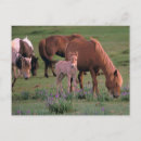 Recherche de gobi cartes postales Animal