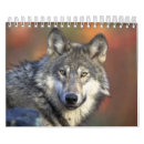 Recherche de loups bureau fournitures Photos de loups
