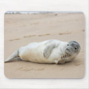 Recherche de phoque tapis souris Animaux mignons