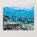 Recherche de corail dur École de chirurgien