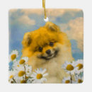 Recherche de pomeranian ornements Chiot
