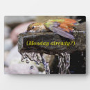 Suche nach kolibri fotoplatten Vogelbeobachtung