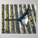 Suche nach corvid poster Vögel