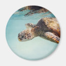 Suche nach honu magnete Natur