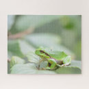 Suche nach grüner baumfrosch Natur