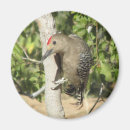 Recherche de piverts Rouge