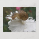 Recherche de snails cartes postales Faune