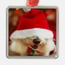 Suche nach bichon frise ornamente Weihnachten