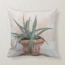 Recherche de agave coussins Succulent