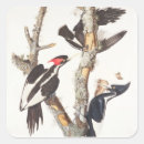 Suche nach spechte aufkleber Vögel