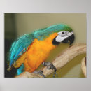 Suche nach blaue papageien poster Makaws