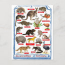 Recherche de dessin koala cartes postales Animaux