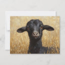 Recherche de chèvre noire cartes postales Mignon