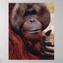 Suche nach orang utans poster Tierisch