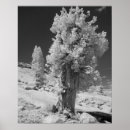 Suche nach infrarot poster Künstlerisch