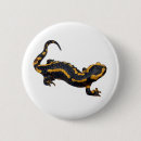 Recherche de salamandres badges Amphibie