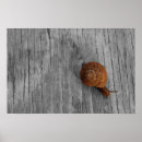 Suche nach snail poster Schnecke