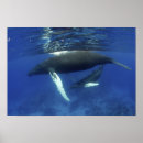 Recherche de vertébré posters Animal