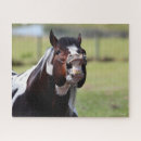 Suche nach paint horse puzzle Hengst