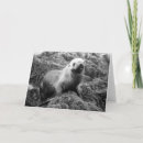 Suche nach seelöwe karten Strand