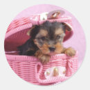 Suche nach yorkshire terrier aufkleber Welpe