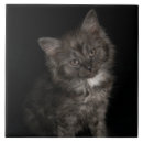 Suche nach weißes kätzchen fliesen Für sie