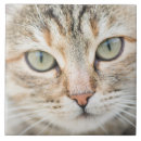 Suche nach katzengesicht fliesen Lustige katze