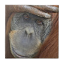 Suche nach orang utans fliesen Primat