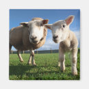 Suche nach niedliches lamm magnete Schafe