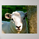 Suche nach cute sheep kunst Lamb