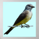 Recherche de oiseau chanteur posters Oiseaux chanteurs