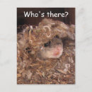 Suche nach eichhörnchen foto postkarten Fotografie